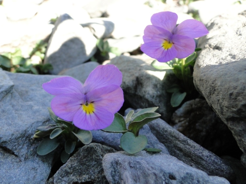 Viola comollia  -  Viola di Comolli